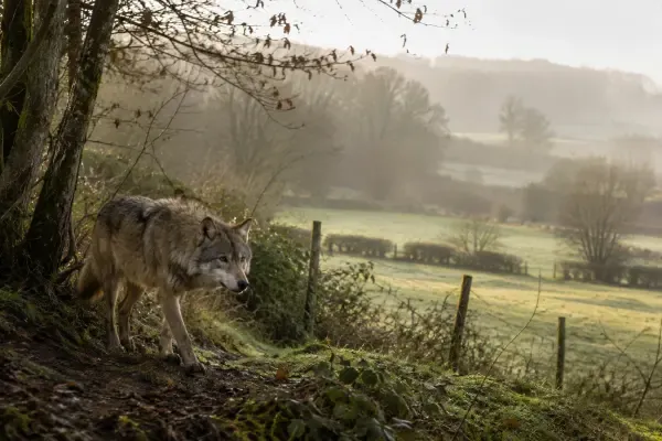 Louve dans un paysage normand