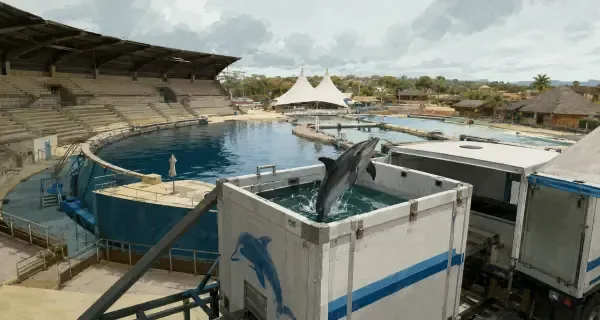 Dauphins quittant Marineland à Antibes