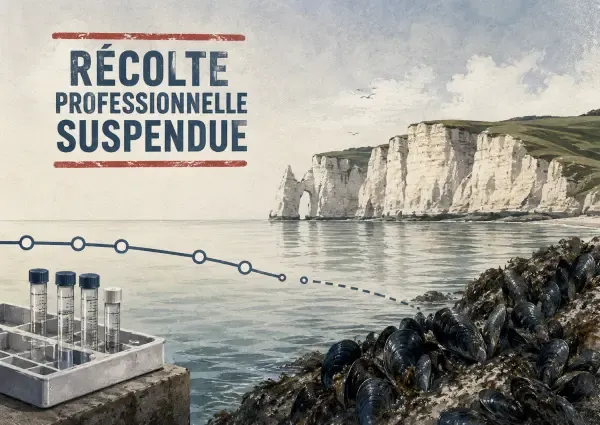 Moules et bateau sur la côte