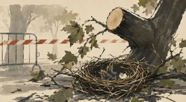 Oiseaux sous un arbre fraîchement élagué
