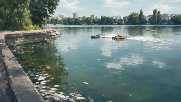 Poissons morts au bord du lac