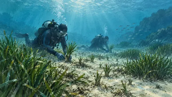 Illustration - Replantation de posidonie sous-marine