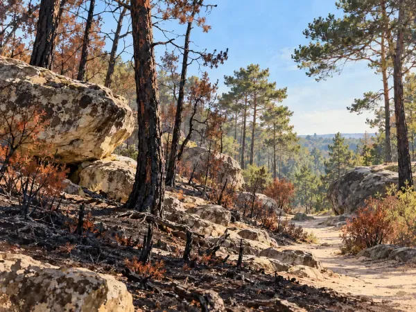 Illustration - Forêt de Fontainebleau après l’incendie