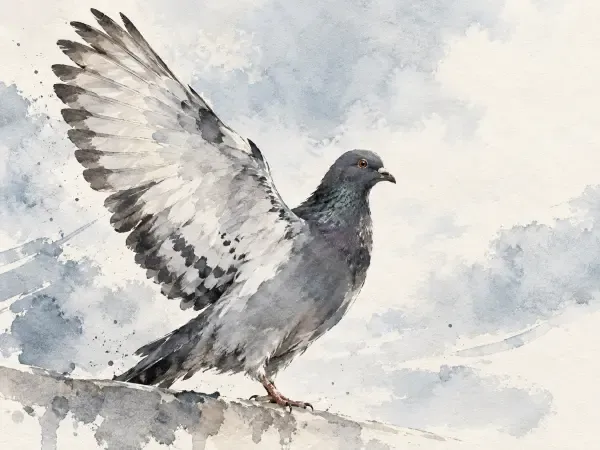 Illustration - Un enfant avec un pigeon