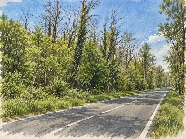 Illustration - lisière forestière bordant une route